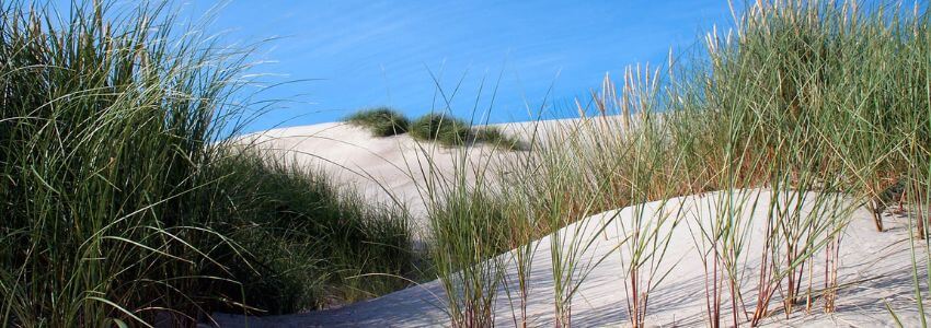 Strandhafer in den Dünen ist wichtig für den natürlichen Küstenschutz.