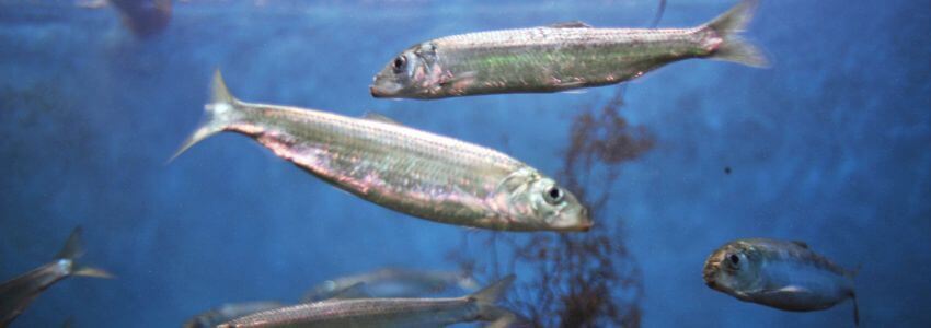 Heringe sind besonders häufige Fische in der Ostsee.